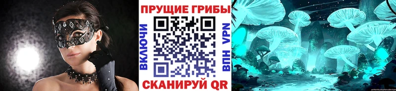 как найти Бердск Галлюциногенные грибы прущие грибы
